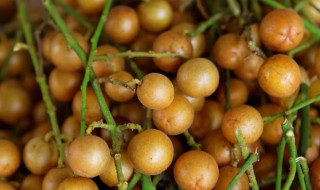 黄皮如何保存时间长 黄皮怎么保鲜时间长