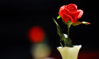 晒干花可以阳光直晒吗(干花可以直接晒太阳吗)