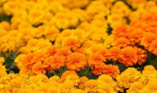 孔雀草花语别名和养殖方法（孔雀花的花语与作用）