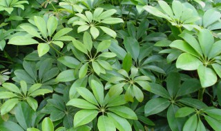 金平鹅掌柴的养殖方法 怎样养鹅掌柴