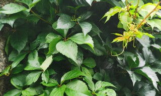 爬山虎盆栽怎么养（爬山虎植物盆栽怎么养）