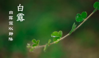 白露后面是什么节气（白露后面的一个节气是什么）