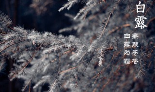 白露下来什么节气（白露到什么节气）