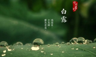 白露节气是什么 白露节气是什么意思又叫什么