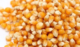 玉米粒钓鱼要煮熟吗（煮熟的玉米可以直接钓鱼吗）