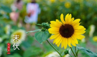 末伏完了是什么节气(出伏之后是什么节气)