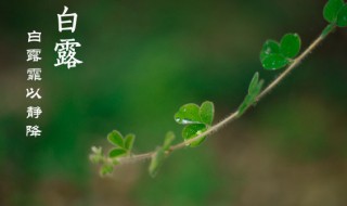白露节气为什么要吃鸡（白露一定要吃鸡吗）