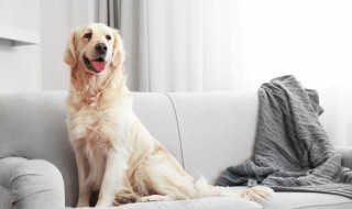 适合城市家养的狗（适合城市家庭养的狗）