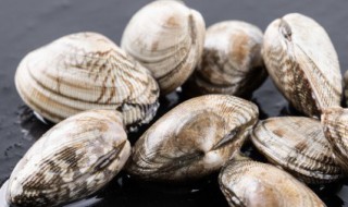 人工养殖花甲喂的什么(花甲怎么人工养殖)