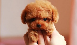 泰迪狗下崽多长时间(泰迪狗下崽多长时间可以喂奶)