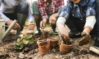 裸蒴的养殖方法（裸蒴的药用价值）