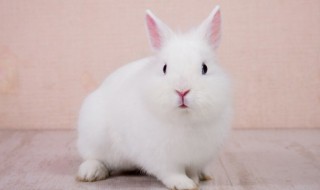 獭兔养多长时间出栏(獭兔养殖周期)