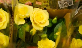 冬天月季花的养殖方法(盆栽月季花冬天的养殖方法)