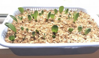 君子兰种子什么时候成熟（君子兰种子什么时候成熟怎么种植）