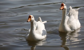 女人梦见被鹅追预示着什么（做梦梦见被鹅追）