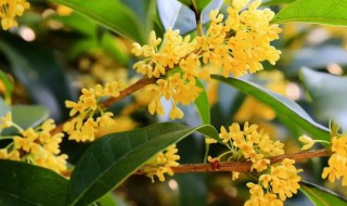 盆栽桂花应怎样越冬（地栽桂花冬季在北方怎样越冬）