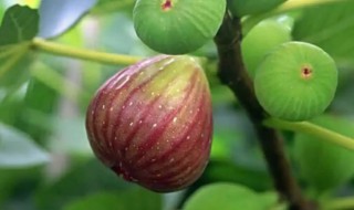 北方盆栽无花果怎么种植（北方可以种植无花果吗）