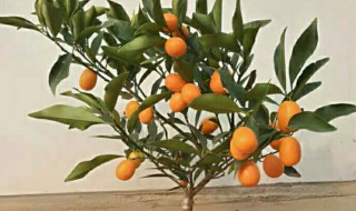 盆栽橘子树带刺是怎么回事（橘子树苗带刺是怎么回事）