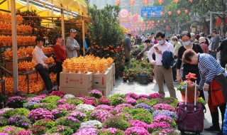 双色茉莉花如何养殖 双色茉莉花怎么养殖