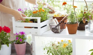 有什么盆栽是带龙的花名 名字里带龙的花是什么花