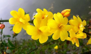 迎春花的生长过程 迎春花的生长过程及样子