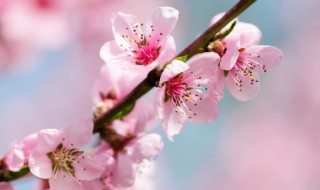 桃花的生长过程（桃花的生长过程作文300字三年级）