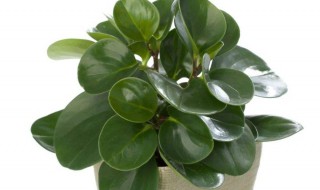 耐阴的室内植物花卉都有哪些 耐阴的室外植物花卉有哪些