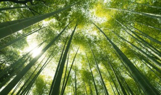 竹子的种类有哪些(个园竹子的种类有哪些)