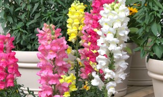 金鱼草的种植方法（植物金鱼草的种植方法）