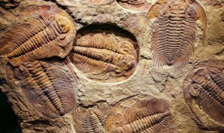 三叶虫是什么时代的 三叶虫是什么时代的古生代