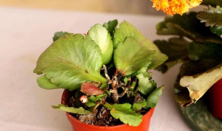 长寿花叶子边缘干枯（长寿花叶子边缘干枯怎么回事）