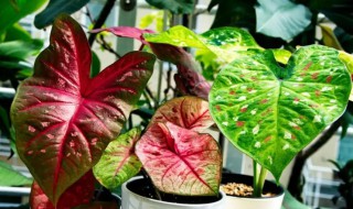 盆栽花叶芋养殖方法 盆栽芋头的养殖方法