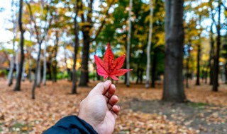 什么的叶子填合适的词 什么的叶子填合适的词二年级