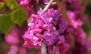紫金花和紫荆花区别 紫荆花