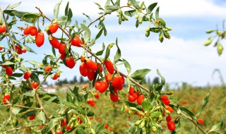 宁夏特产可以带什么（宁夏能带走的十大特产）