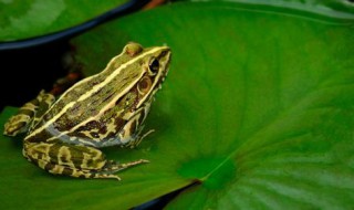 梦见捉青蛙是什么预兆 梦见捉青蛙是什么征兆