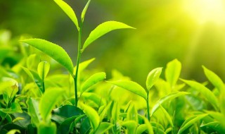 茶树是裸子植物还是被子植物 茶是裸子植物吗