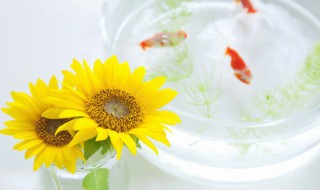 周公解梦梦见鱼是什么意思 做梦梦见鱼是什么意思啊