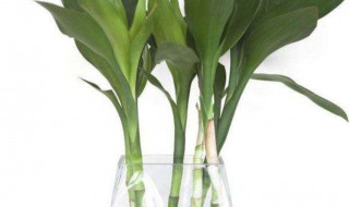 富贵竹怎样繁殖 富贵竹怎么繁殖