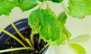 百香果的籽怎么种出盆栽 百香果的籽能种出苗吗