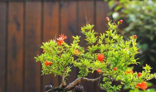 石榴盆栽什么时候开花（石榴盆栽几月份开花）