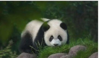 熊猫的天敌（熊猫的天敌有哪些）