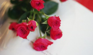 玫瑰一般哪几个月施肥（玫瑰花花期多长时间施肥）