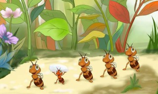 蚂蚁的一生有哪几个过程（蚂蚁的一生经历了哪四个阶段）