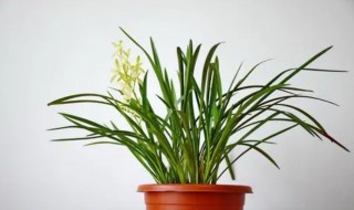 夏天可以买兰花种吗 夏天买兰花苗能养活吗