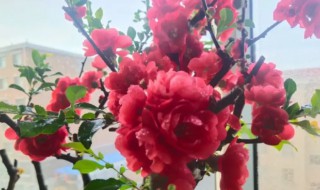 夏天木本海棠能换盆吗（木植海棠什么时候换盆好）