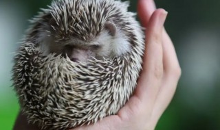 刺猬是国家几级保护动物（刺猬是不是国家保护动物?）