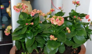 盆栽海棠会结果吗（海棠会开花吗海棠会结果吗）