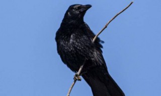 乌鸦是怎么叫的（乌鸦是怎么叫的声音怎么写）