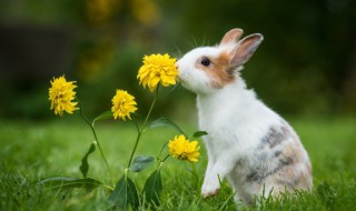 兔子的拼音 兔子的拼音怎么写的拼音怎么读